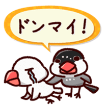 Chat with Java sparrow's sticker #653873