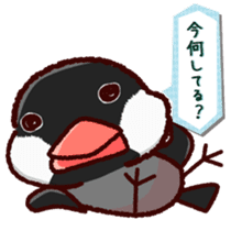 Chat with Java sparrow's sticker #653892