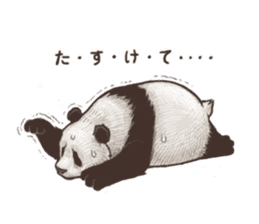 Humorous panda "Mr.Bendell" sticker #656337