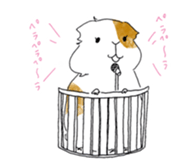Guinea pigs sticker #661734
