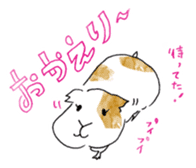 Guinea pigs sticker #661743