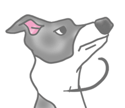 My Italian greyhound sticker #669440