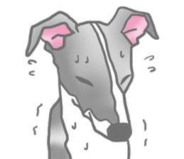 My Italian greyhound sticker #669443