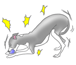 My Italian greyhound sticker #669463