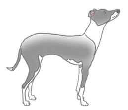 My Italian greyhound sticker #669465