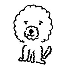 BUNAPI -Toy Poodle-