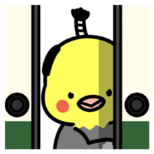 Topknot cockatiel sticker #686435