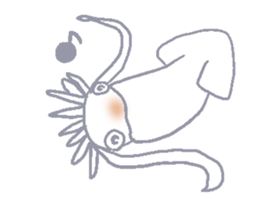 Todarodes pacificus sticker #699130