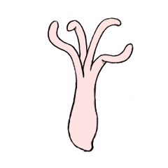 Hydra magnipapillata