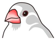 Java sparrow's sticker sticker #713911