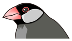 Java sparrow's sticker sticker #713912