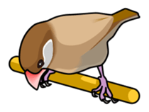Java sparrow's sticker sticker #713916