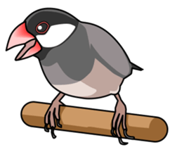 Java sparrow's sticker sticker #713919