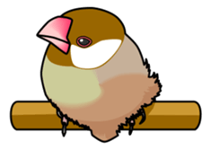 Java sparrow's sticker sticker #713922