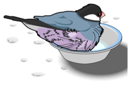 Java sparrow's sticker sticker #713923