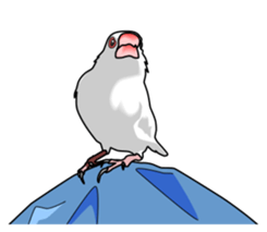Java sparrow's sticker sticker #713930
