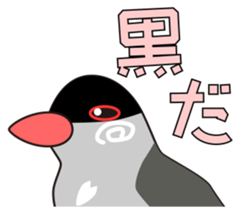 Java sparrow's sticker sticker #713932