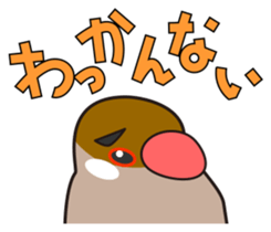 Java sparrow's sticker sticker #713933
