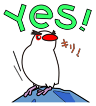 Java sparrow's sticker sticker #713950