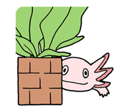 axolotl/Mexico salamandar sticker #718712