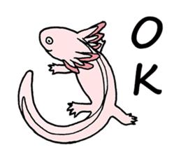axolotl/Mexico salamandar sticker #718727