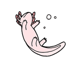axolotl/Mexico salamandar sticker #718731
