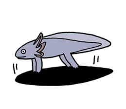 axolotl/Mexico salamandar sticker #718742