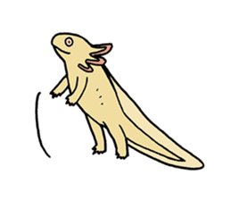 axolotl/Mexico salamandar sticker #718743