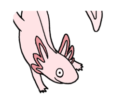 axolotl/Mexico salamandar sticker #718750