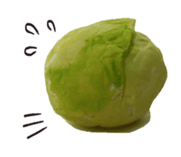 It's a cabbage!  (English ver.) sticker #720253