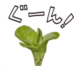 It's a cabbage! sticker #722593