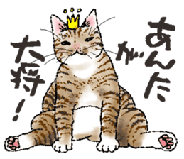 CATS for <Congratulations & Thank you> sticker #722793