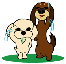 toypoodle Kuuta & Dachshund Ume sticker #727754