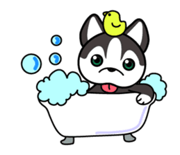 Sora, the cute siberian husky sticker #741795
