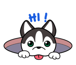 Sora, the cute siberian husky sticker #741813