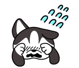 Sora, the cute siberian husky sticker #741819