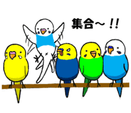 The Budgerigars sticker #744450