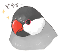 Java sparrow Stickers sticker #754918