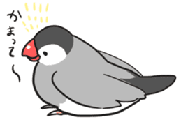 Java sparrow Stickers sticker #754928