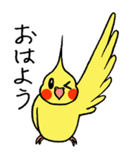 "Daily cockatiel" With bird 01 sticker #766912