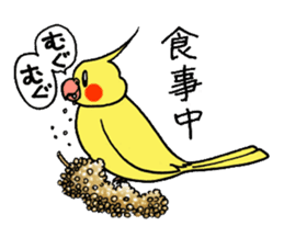 "Daily cockatiel" With bird 01 sticker #766917
