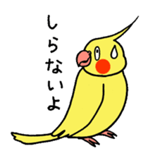 "Daily cockatiel" With bird 01 sticker #766920