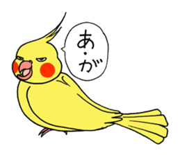 "Daily cockatiel" With bird 01 sticker #766922