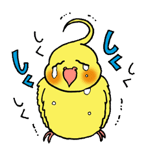 "Daily cockatiel" With bird 01 sticker #766928