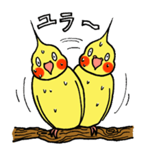 "Daily cockatiel" With bird 01 sticker #766931