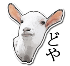 Shiropen the pygmy goat vol.1 sticker #769366