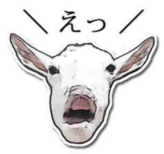 Shiropen the pygmy goat vol.1 sticker #769370