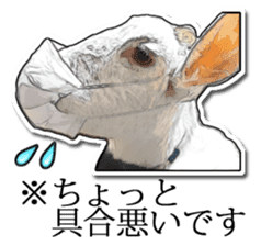Shiropen the pygmy goat vol.1 sticker #769373