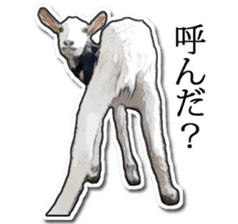 Shiropen the pygmy goat vol.1 sticker #769378