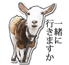 Shiropen the pygmy goat vol.1 sticker #769379